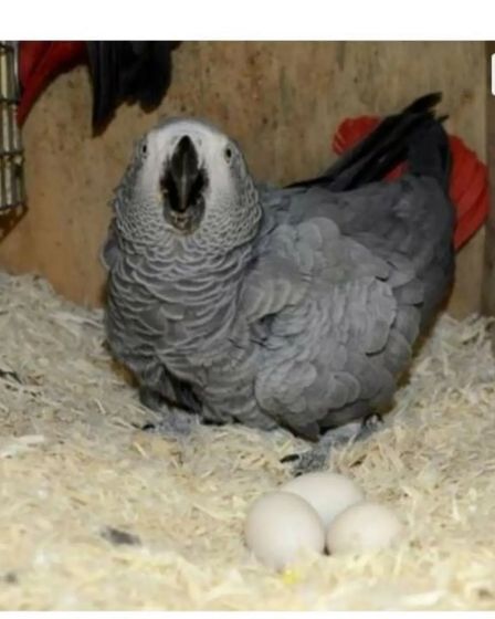 African Grey Parrots and parrots eggs for sale | Birds | Albury | 2