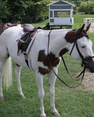 Beautiful Appaloosa gelding horse