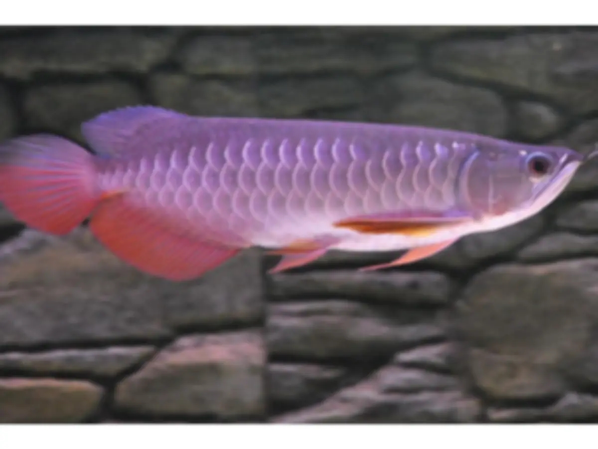 Super red arowana fish and stingray fish for sale | Aquarium Fish | Esperance | Ad gallery (SEO) | 2