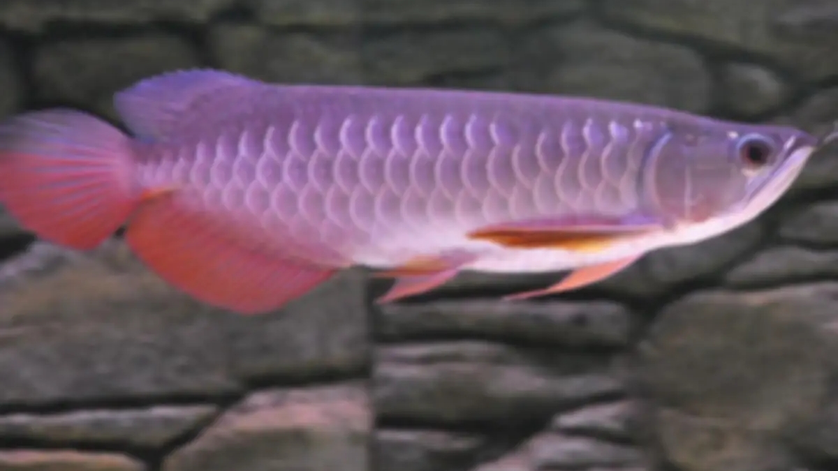 Super red arowana fish and stingray fish for sale | Aquarium Fish | Esperance | Ad gallery (SEO) | 3