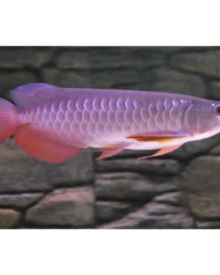 Super red arowana fish and stingray fish for sale | Aquarium Fish | Esperance | 1