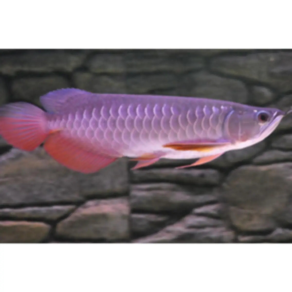 Super red arowana fish and stingray fish for sale | Aquarium Fish | Esperance | Ad gallery (SEO) | 1