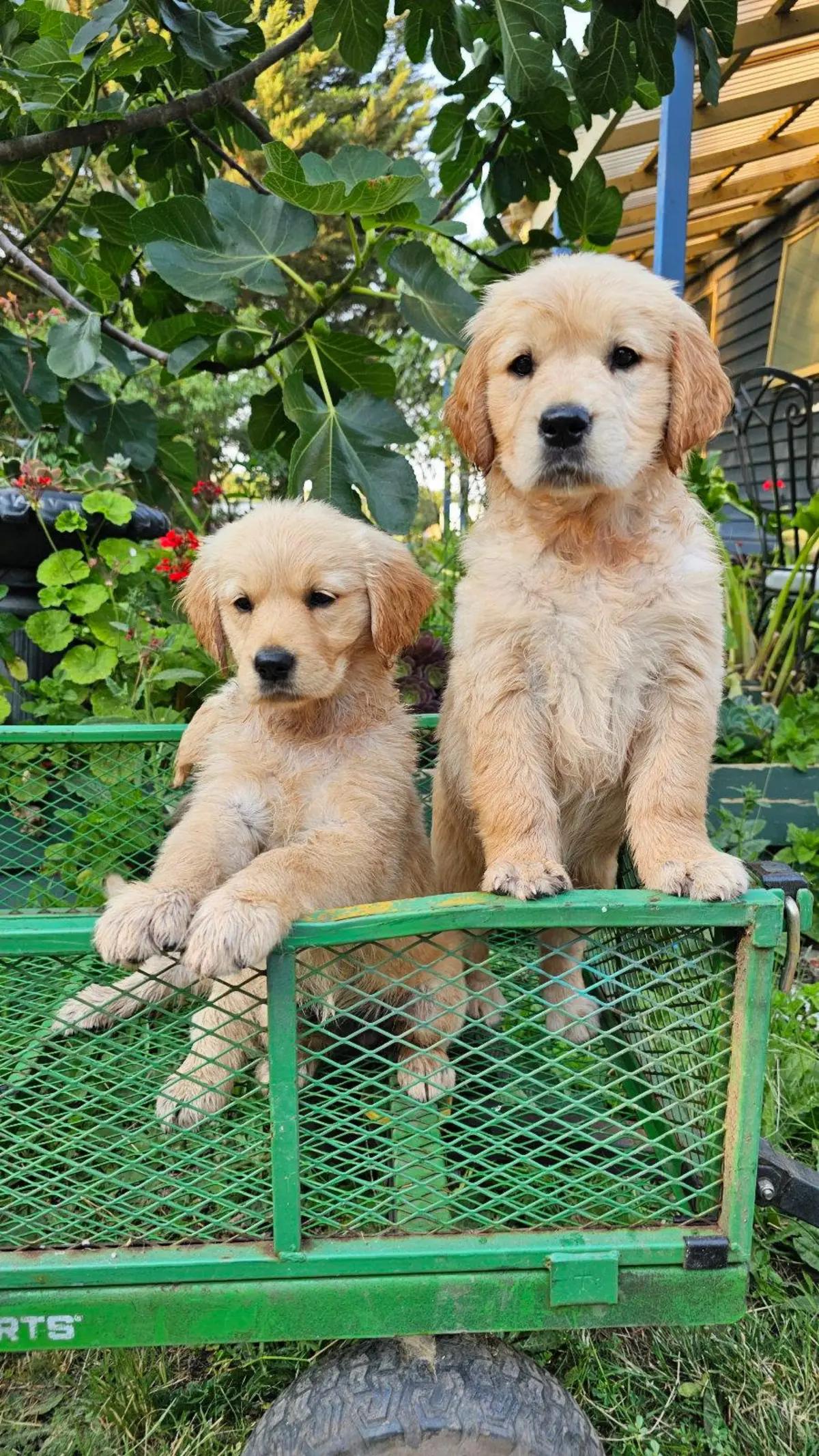 🐶 Adorable Pure-Bred Golden Retriever Puppies Available 🐶 | Dogs | Melbourne | 3