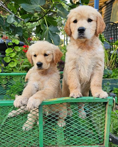 š¶ Adorable Pure-Bred Golden Retriever Puppies Available š¶ | Dogs | Melbourne | 3
