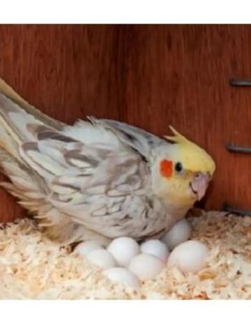 African Grey Parrots and parrots eggs for sale