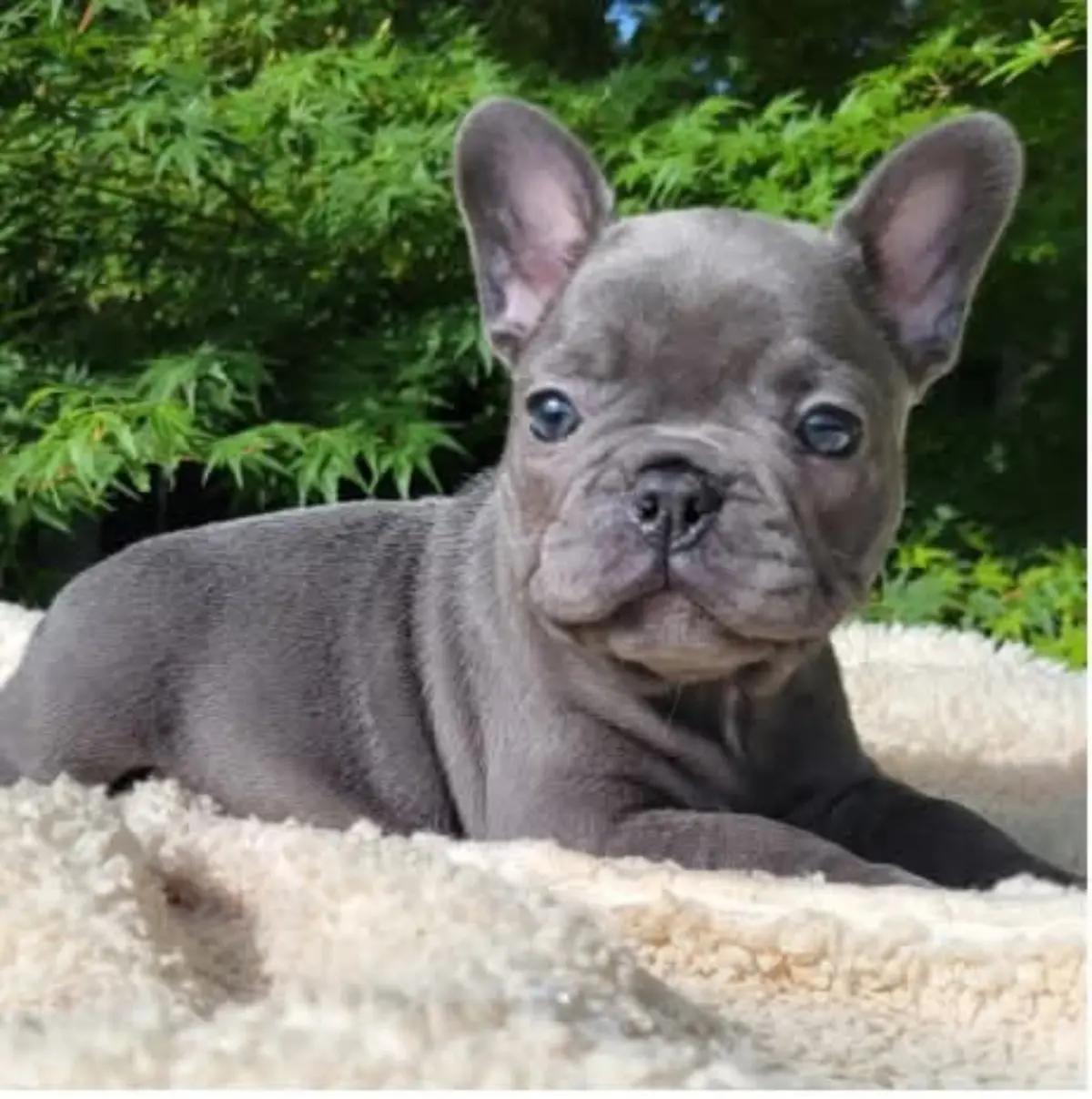 French Bulldog Puppies For Sale | Dogs | Sydney | 2