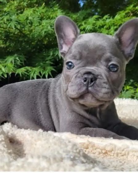 French Bulldog Puppies For Sale | Dogs | Sydney | 2