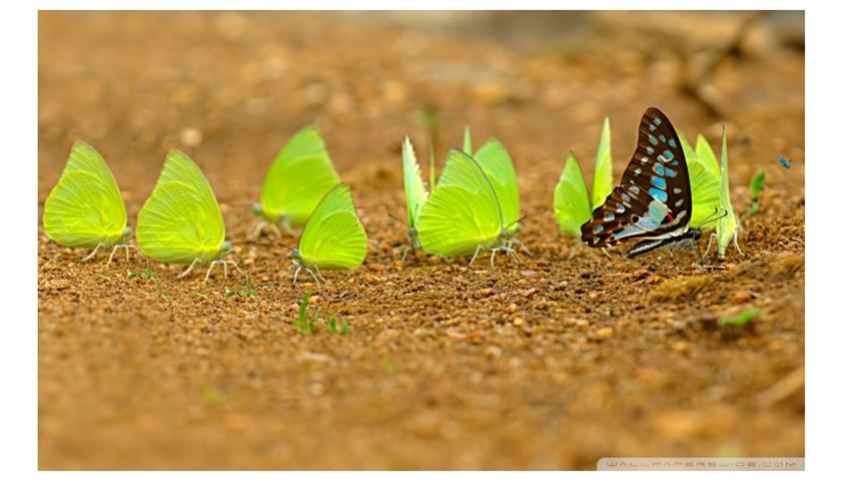 Klima- og miljø i anskaffelser fra 2024