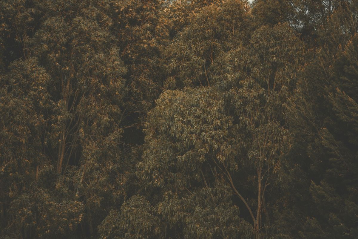 Prosjekteringsledelse