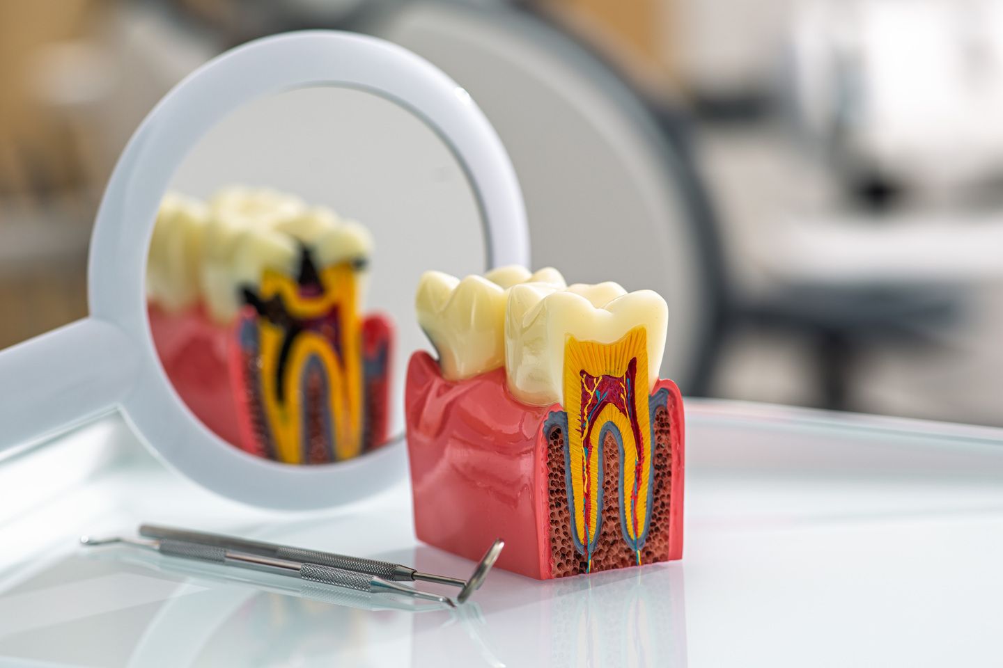 Dental tooth model and tools