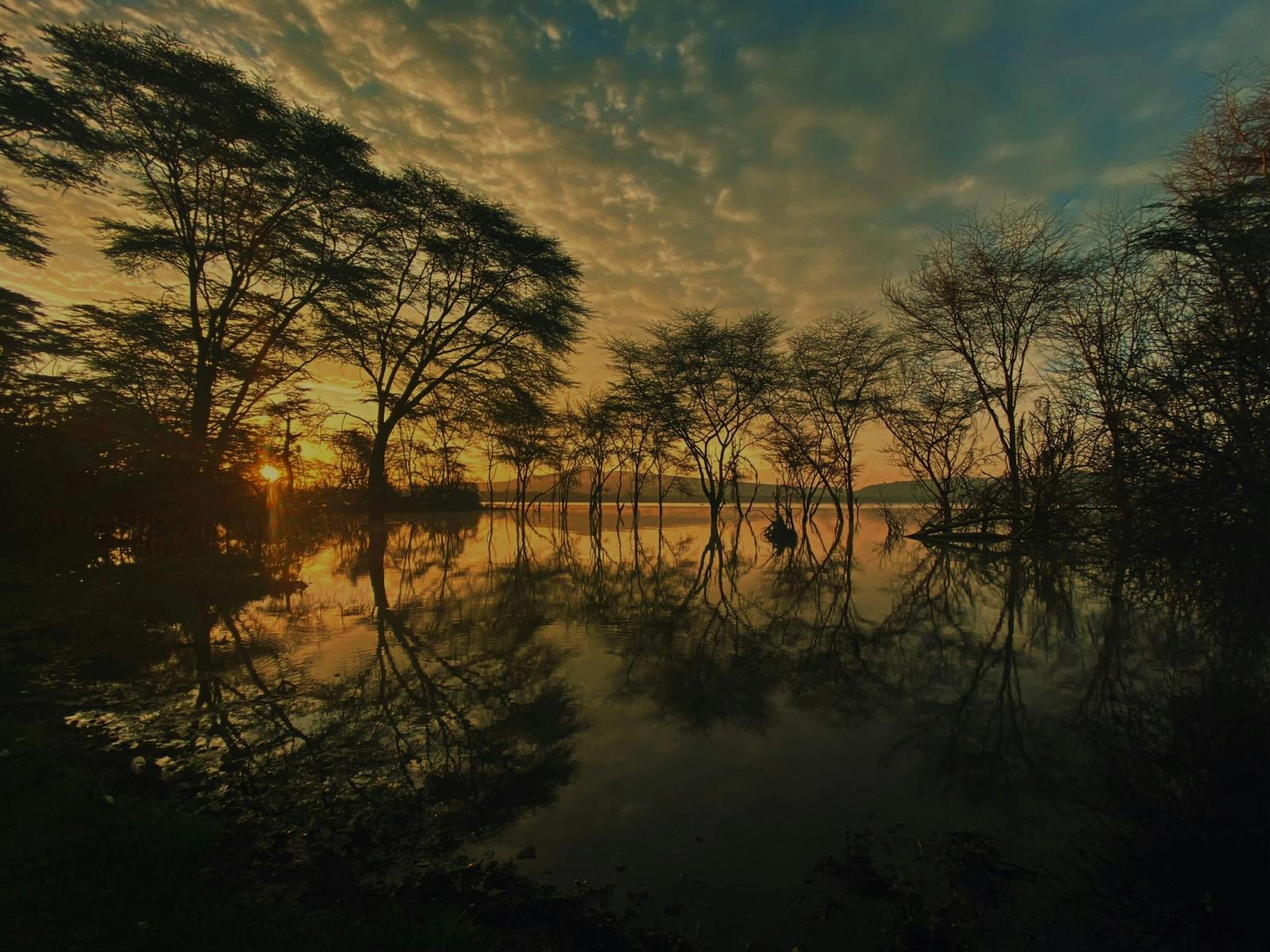 Silhouetted trees reflected in still floodwater at sunset