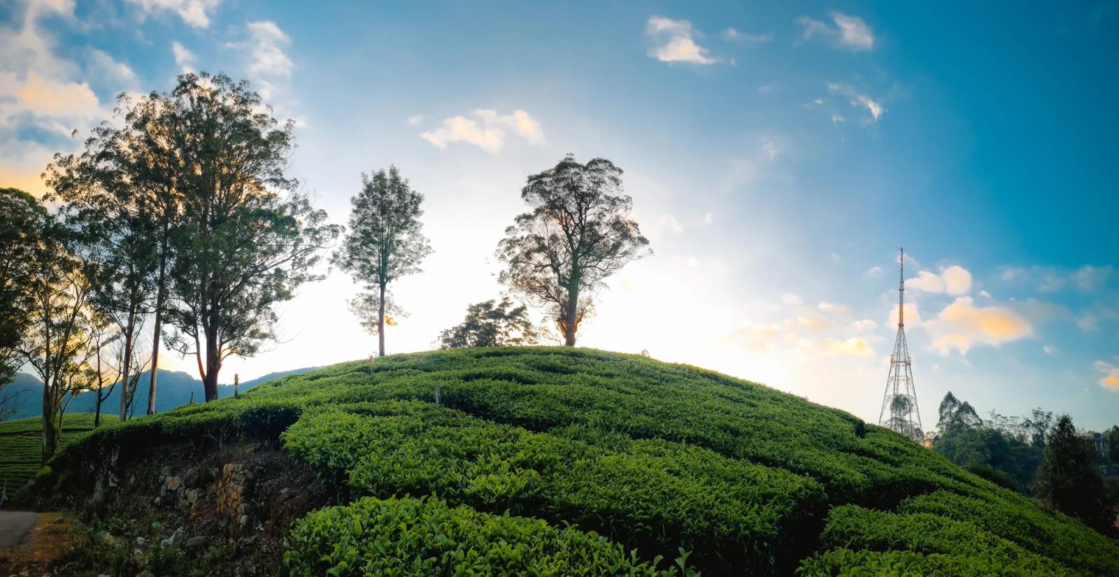 Stunning view of Munnar's lush tea plantations at sunset, with silhouetted trees and a clear sky