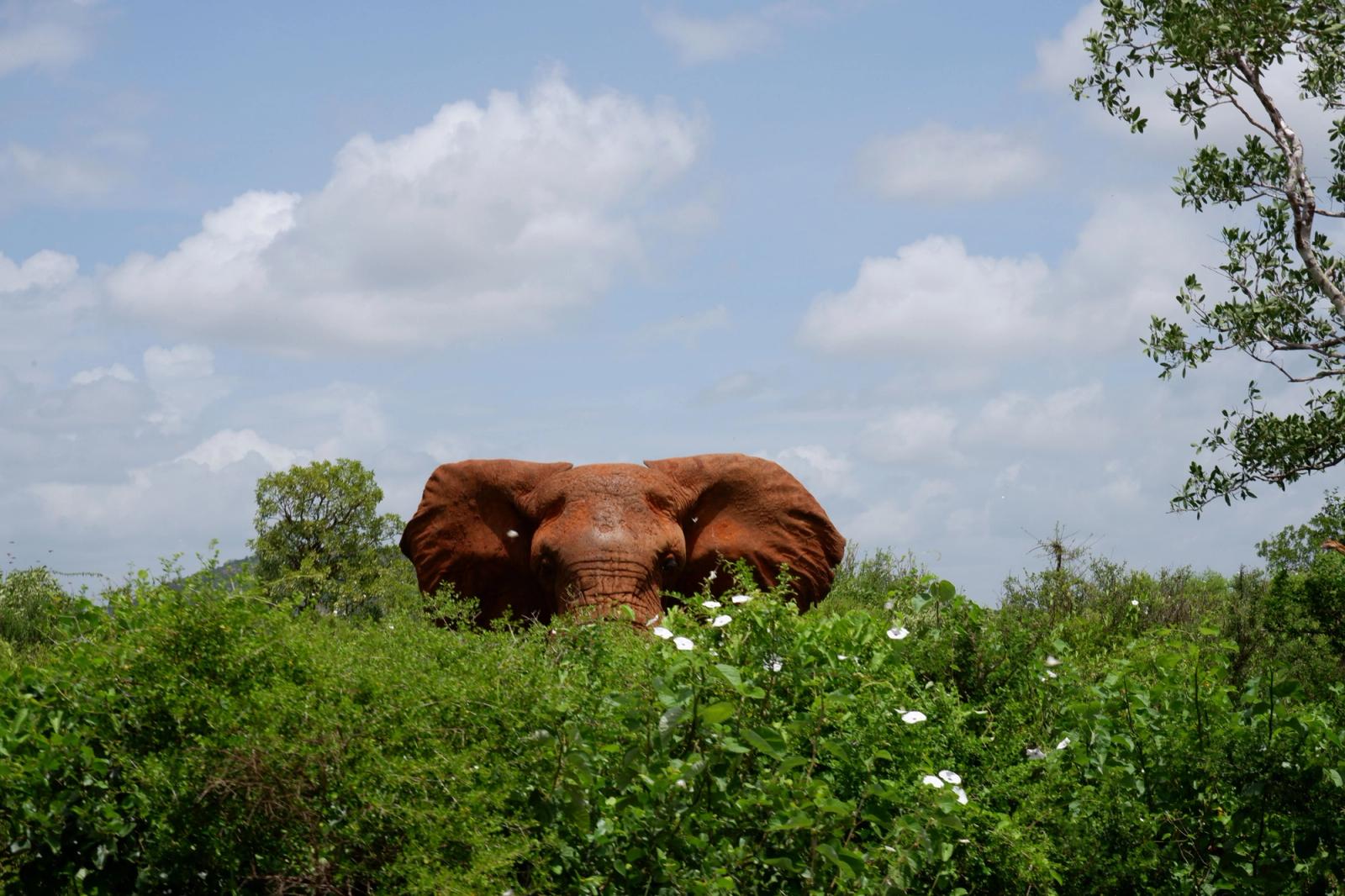 A powerful African elephant standing among lush greenery under a clear blue sky in Kenya