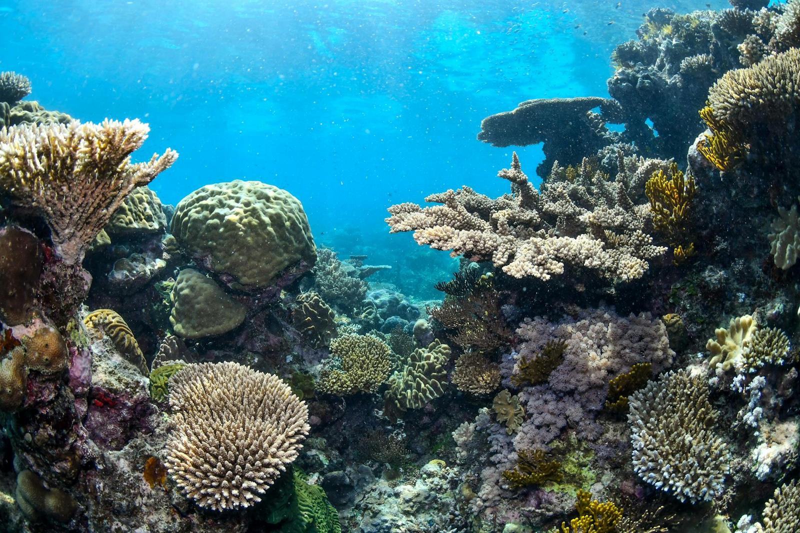 Great Barrier Reef, Australia