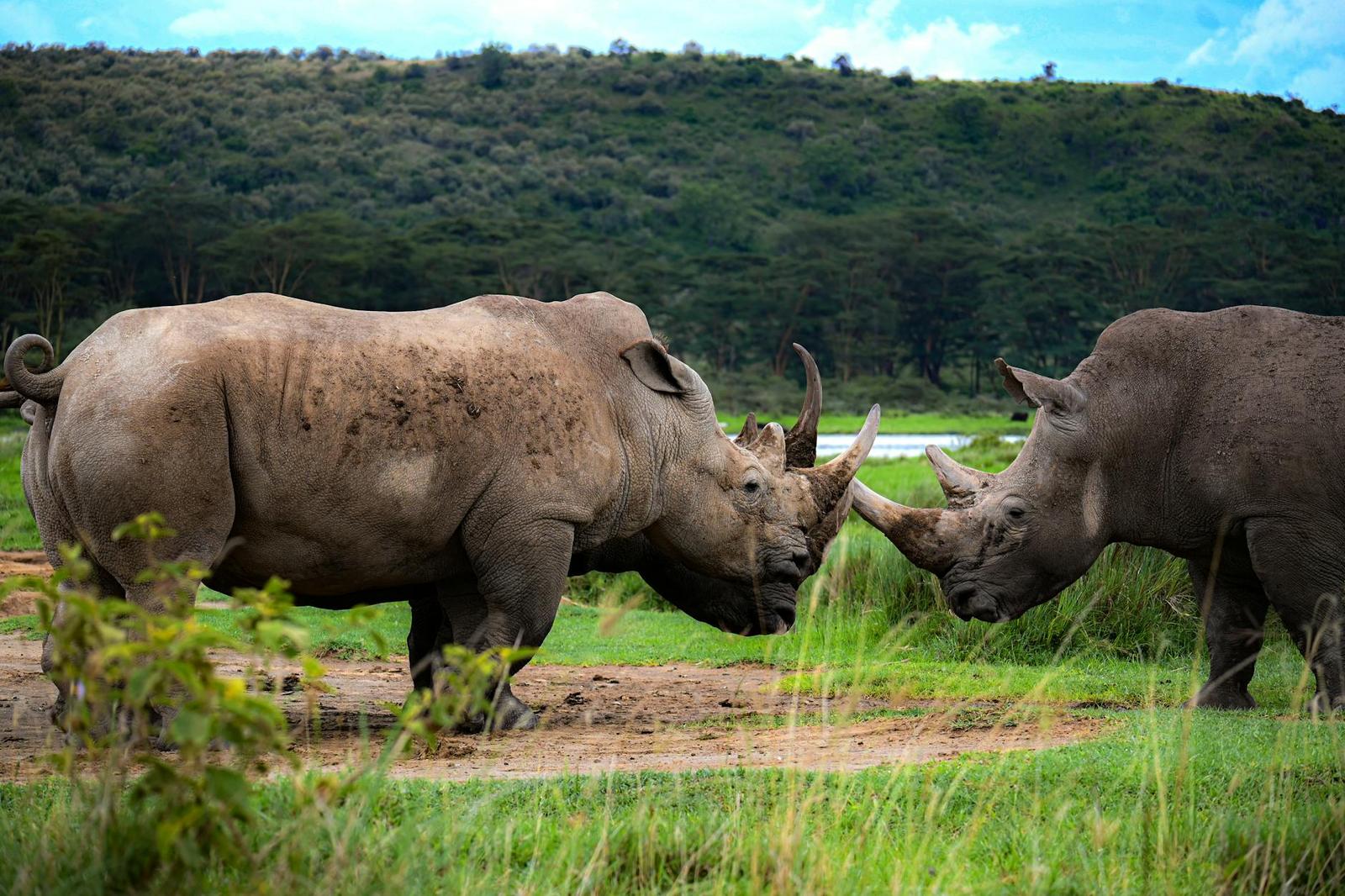 Rhino among — Lake Nakuru, Kenya