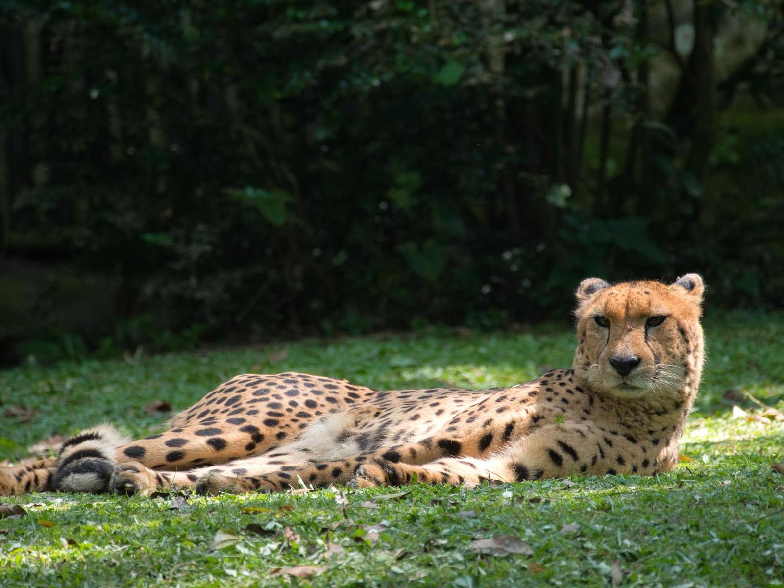 A cheetah resting on grass with its head raised, forest shadows behind it