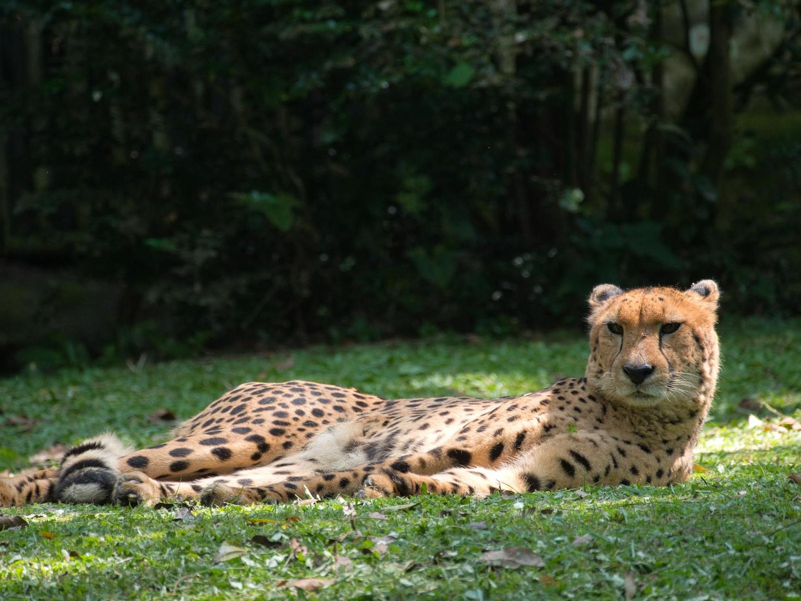 A cheetah resting on grass with its head raised, forest shadows behind it
