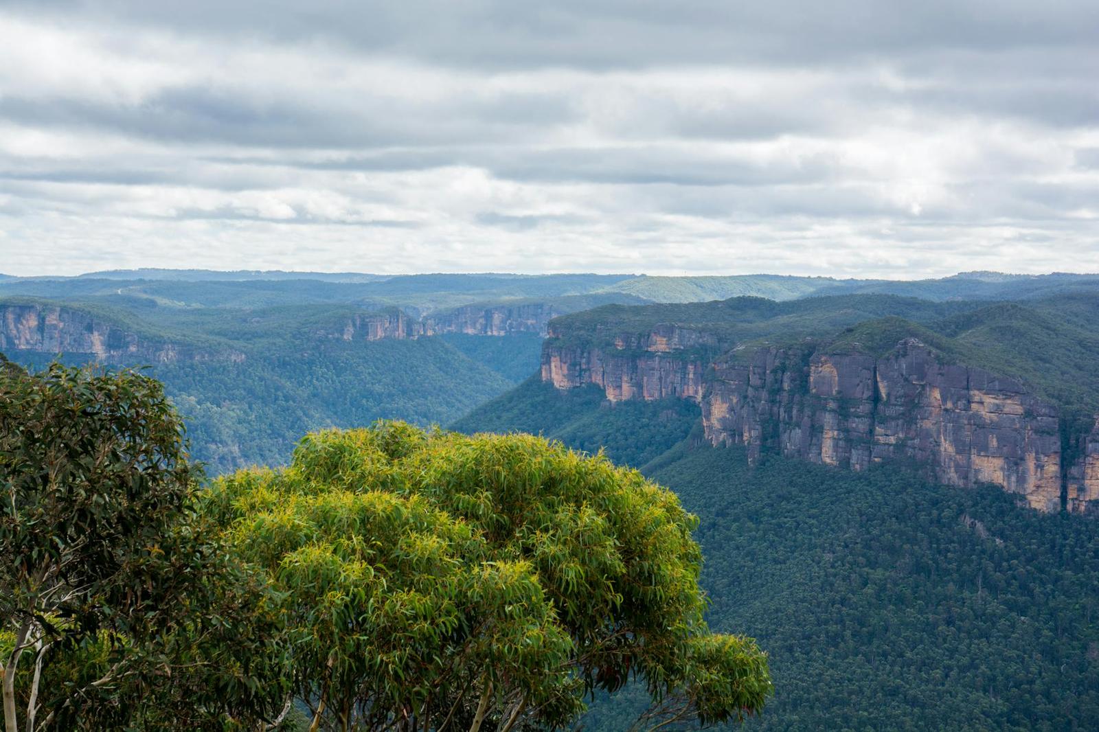 A eucalyptus tree frames a wide forested gorge with sandstone cliffs beyond