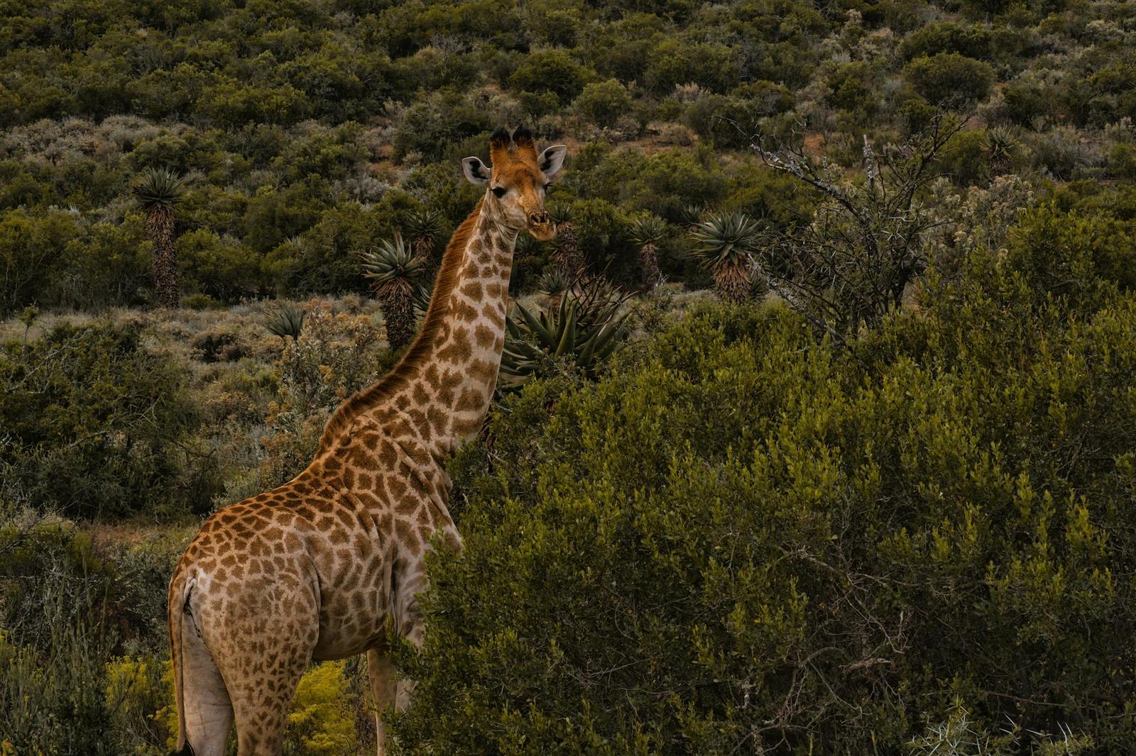 Tsitsikamma + Oudtshoorn, South Africa