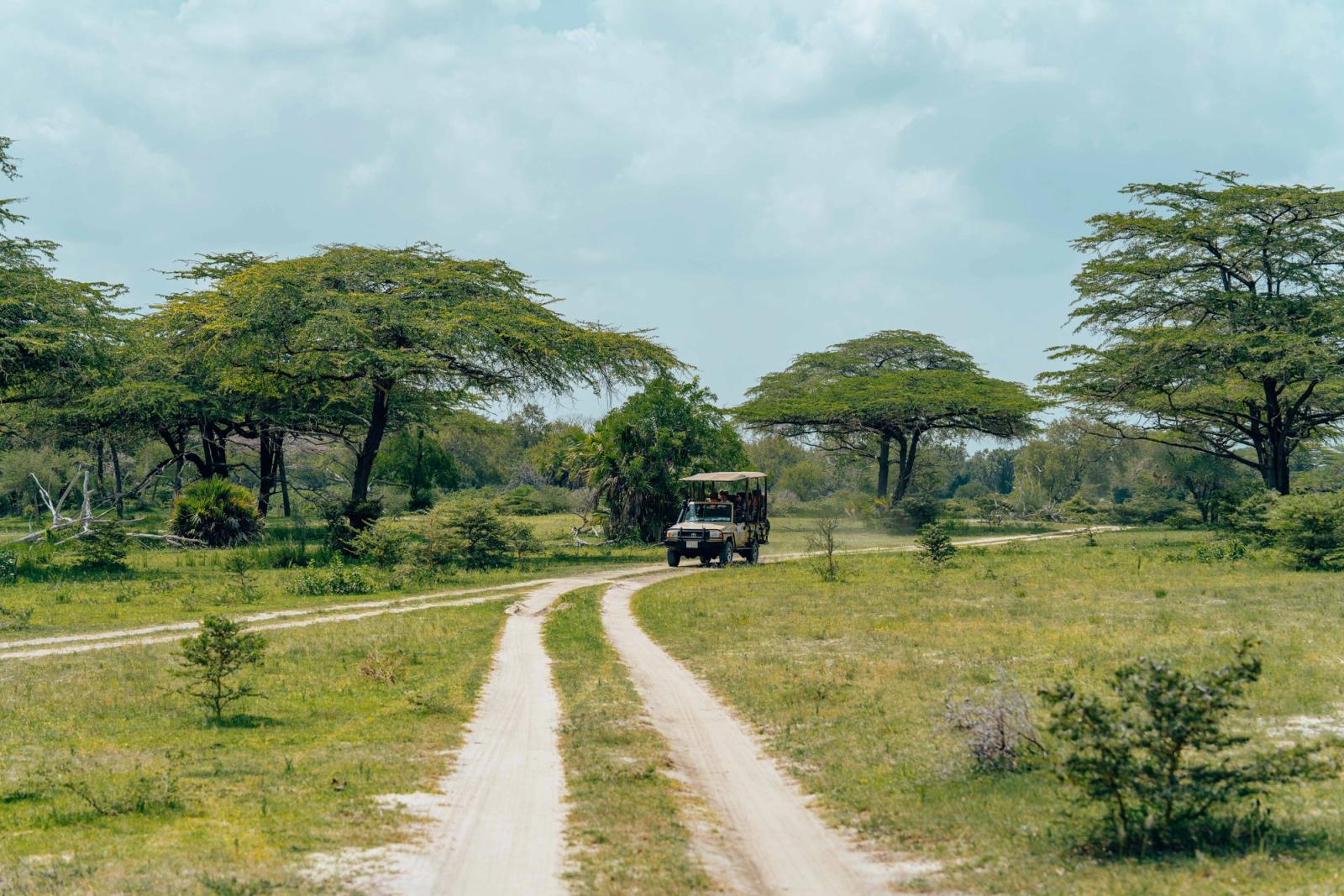 A safari vehicle following a dirt track through acacia woodland