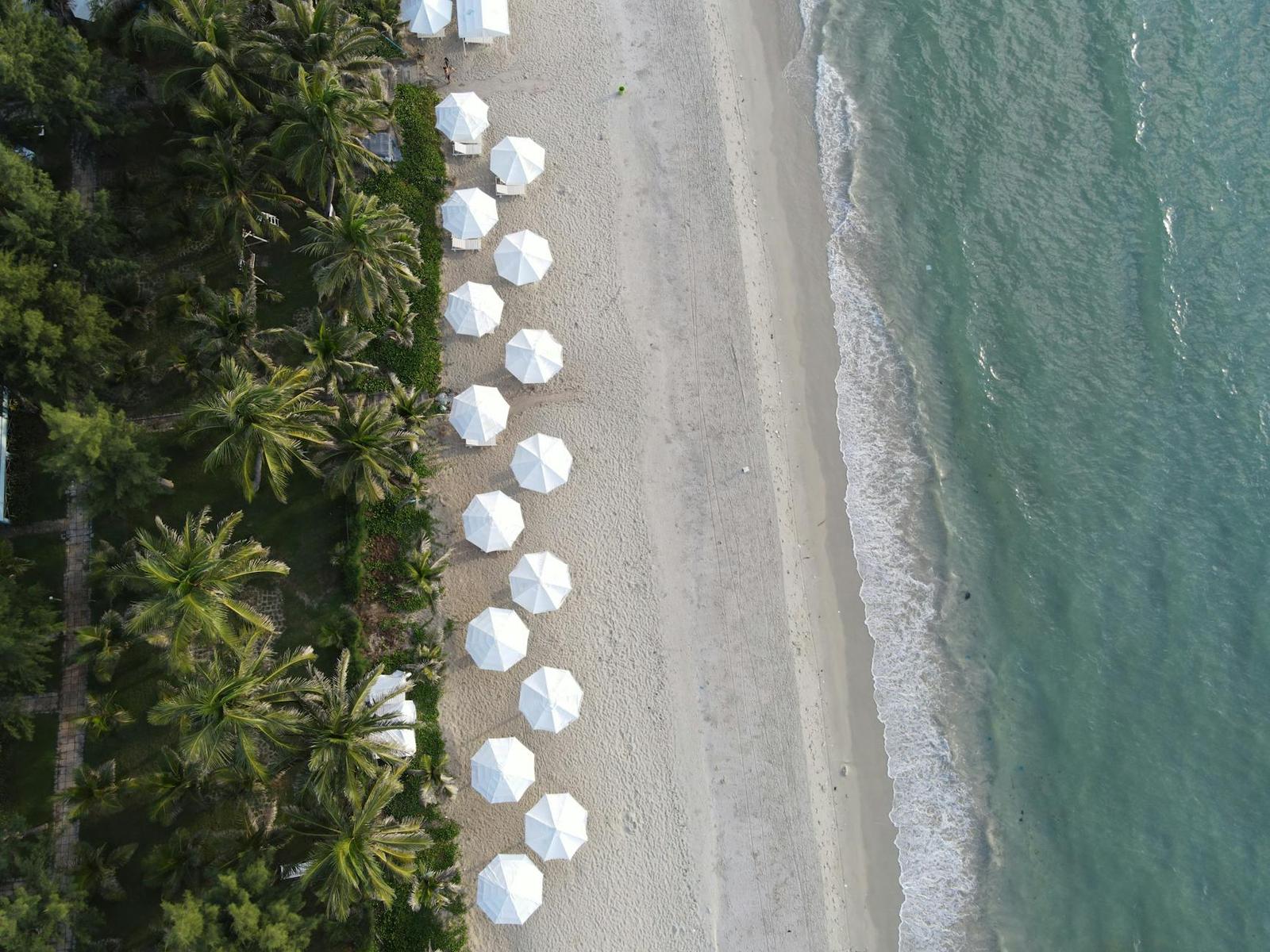 Rows of white beach umbrellas lined up between palm trees and the shoreline