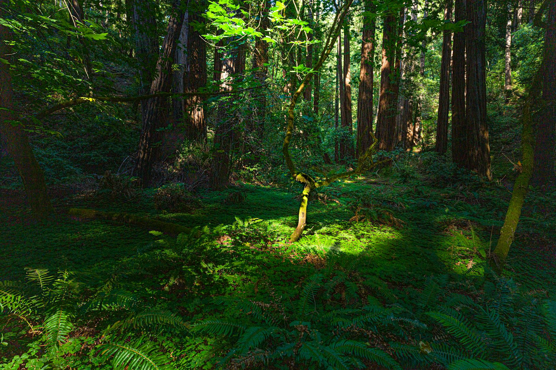 Muir Woods — San Francisco, USA