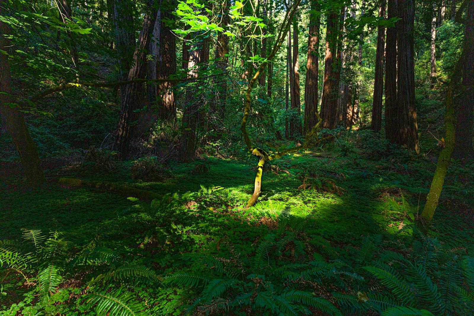 Muir Woods — San Francisco, USA