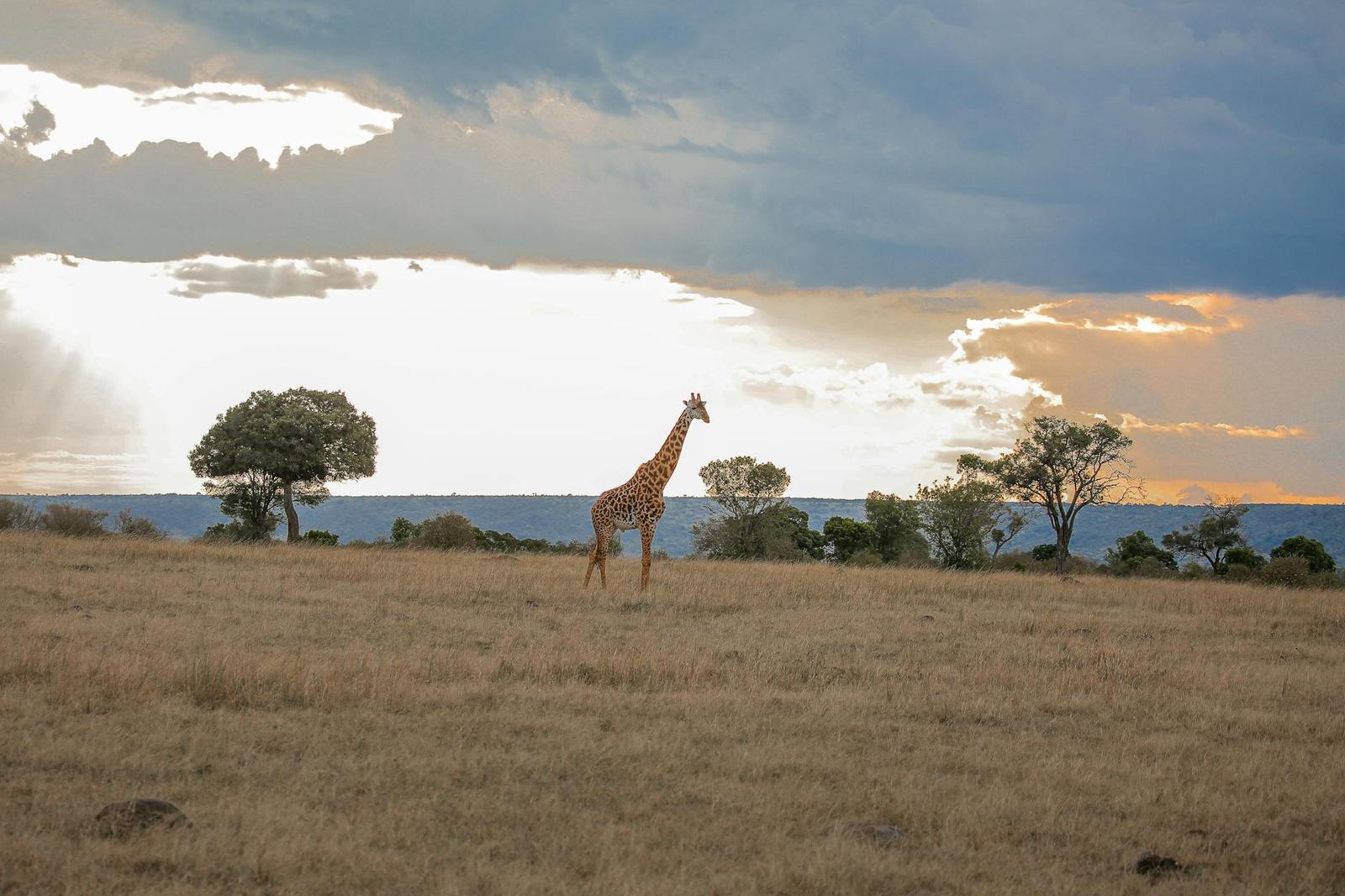 A majestic giraffe wanders the Kenyan savanna during a stunning sunset