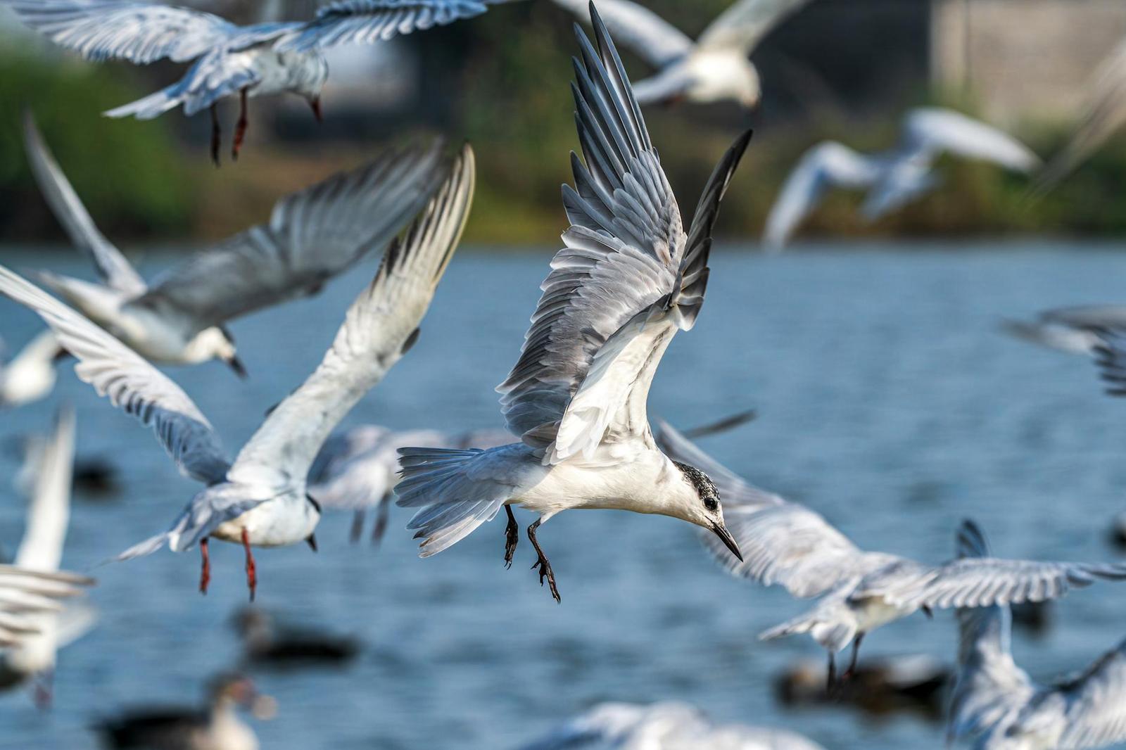 A flock of terns taking flight low over a lake