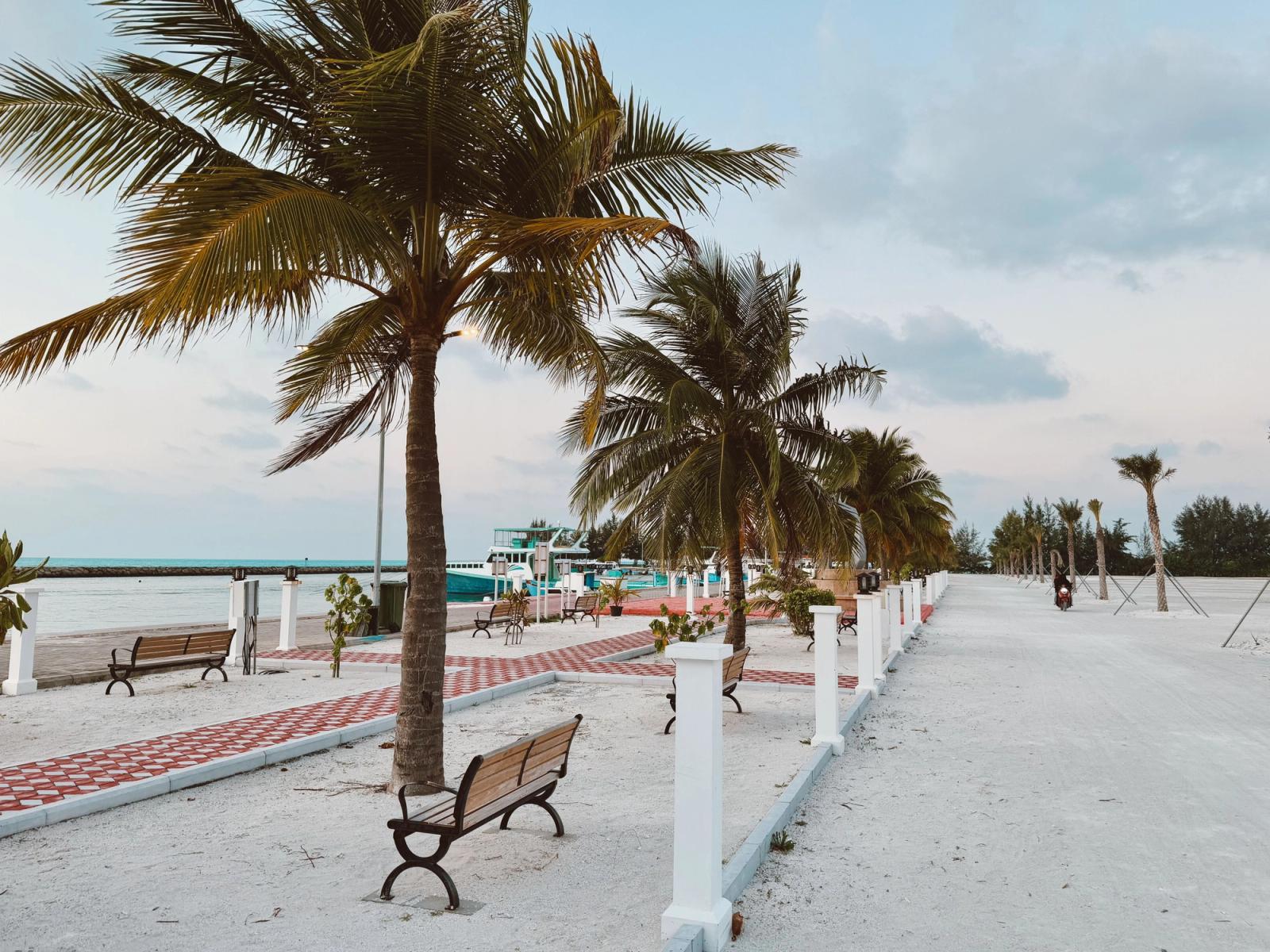 A palm-lined beachfront promenade with wooden benches at dusk