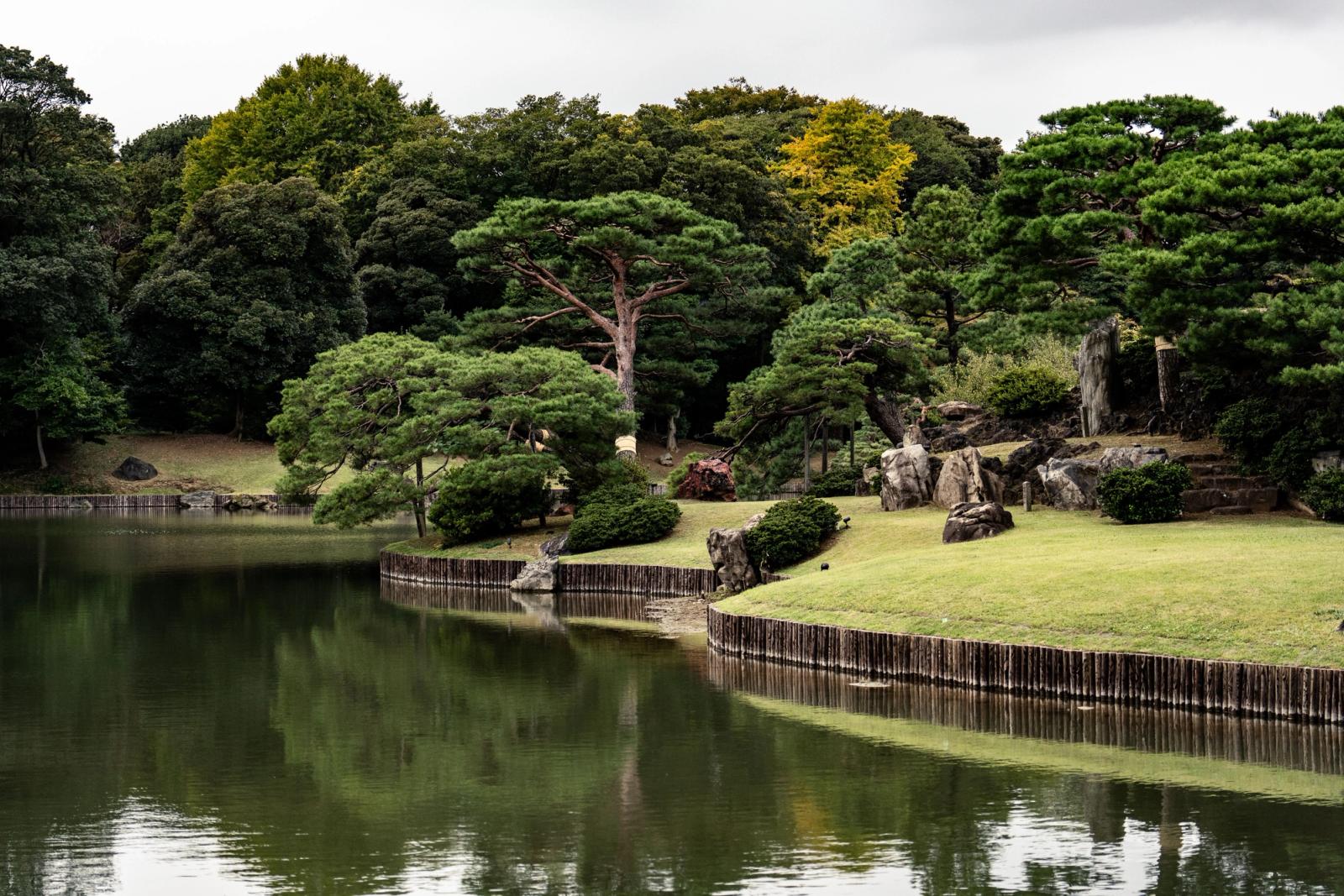 A Japanese garden pond bordered by pines and a bamboo fence