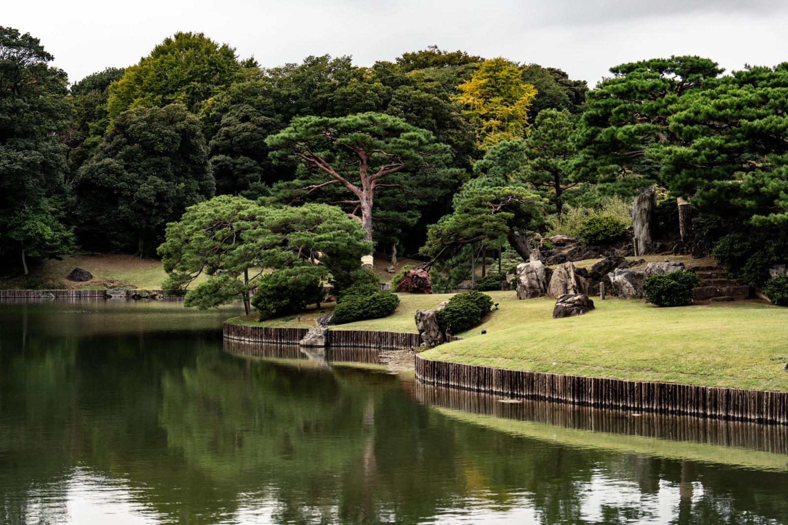 A Japanese garden pond bordered by pines and a bamboo fence