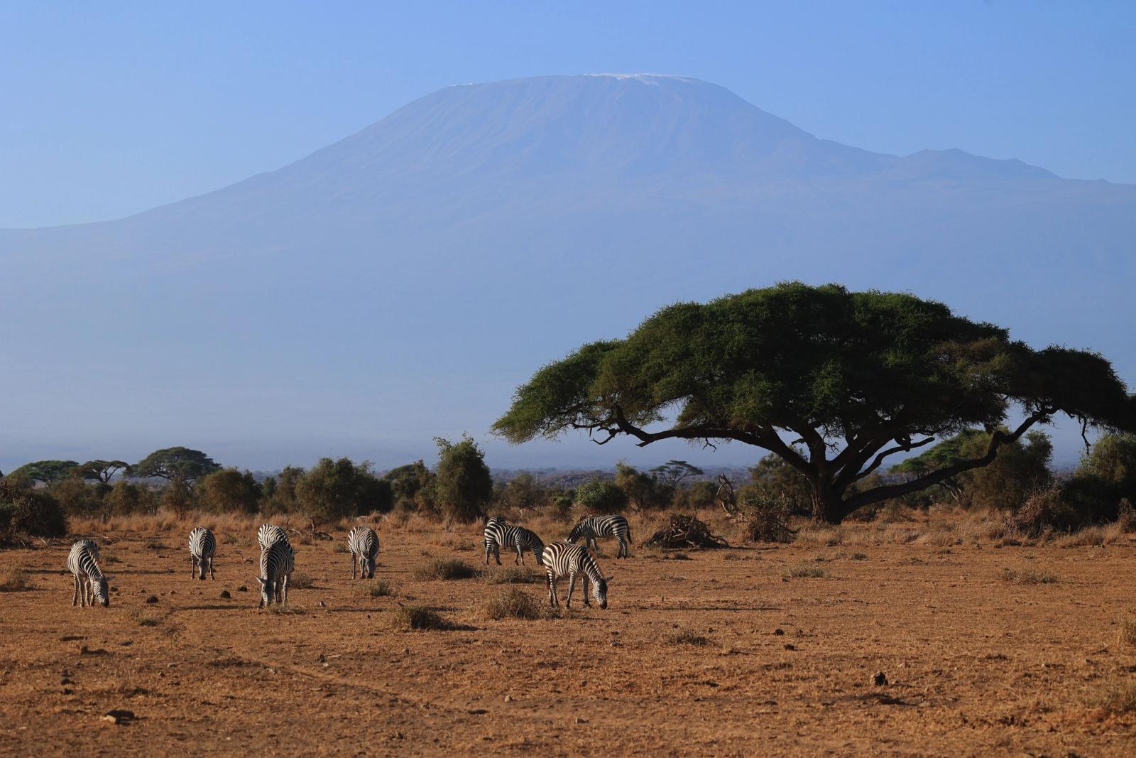 Zebras graze under acacia trees with Mount Kilimanjaro in the background, Kajiado County, Kenya