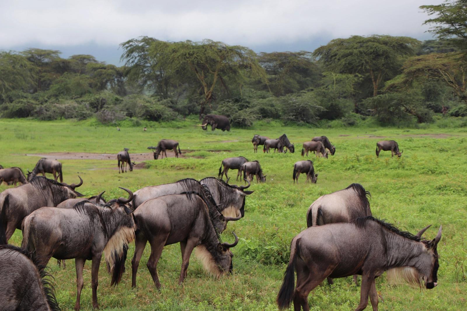A large herd of blue wildebeests grazing in a verdant field, surrounded by dense greenery