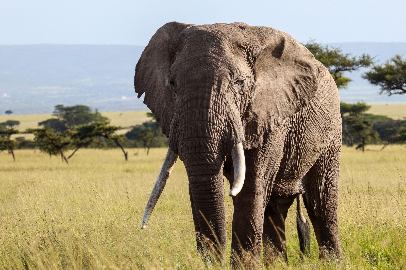 Elephant with long tusks facing the camera in dry savanna grass