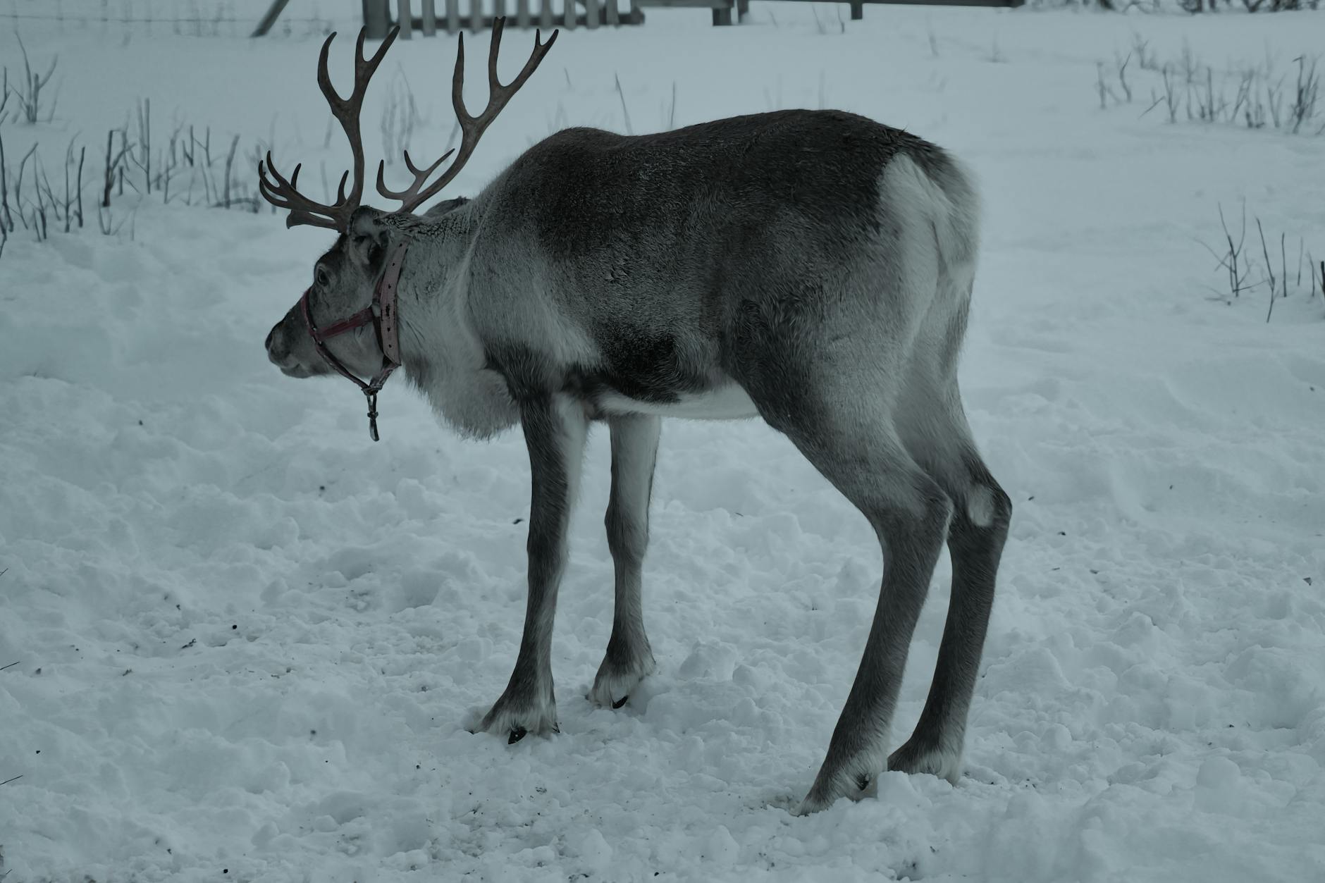 Reindeer & Husky Safari, Finland + Norway