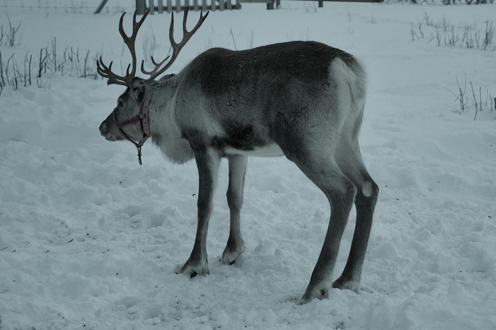 Reindeer & Husky Safari, Finland + Norway