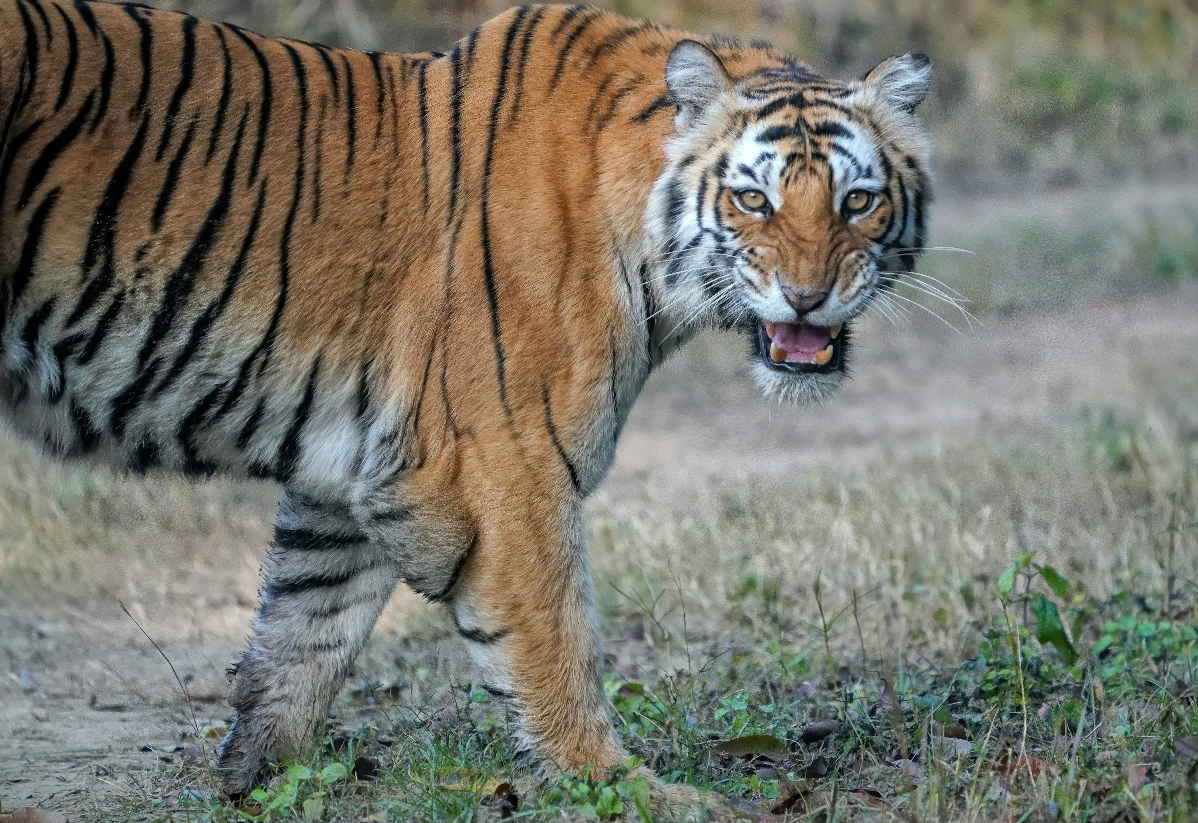 A tiger crossing dry grassland in a central Indian reserve.