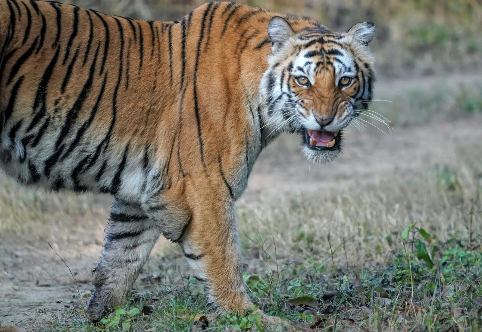 A tiger walking through dry forest light.