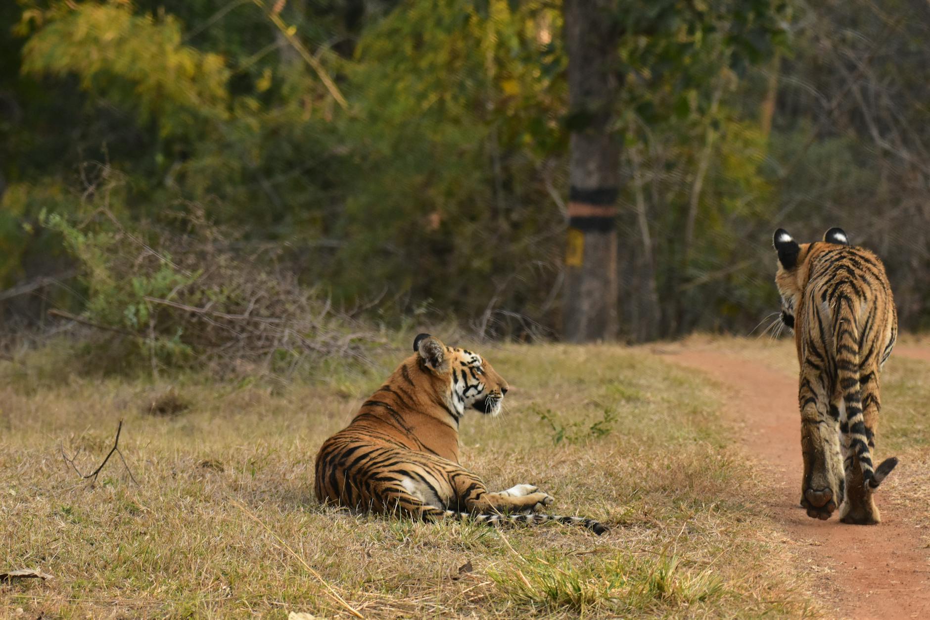 Pench Tiger Safari, India