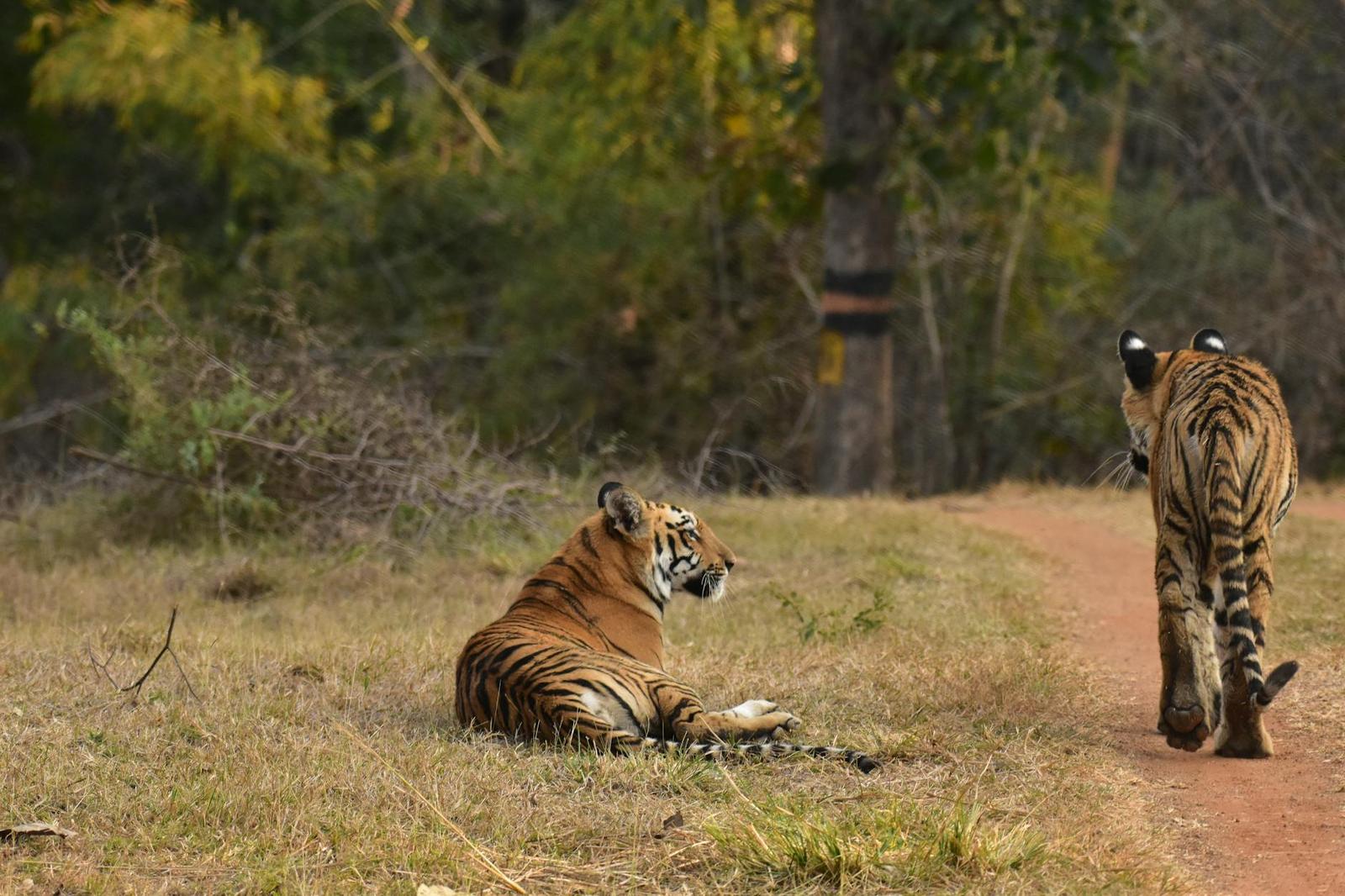 Pench Tiger Safari, India