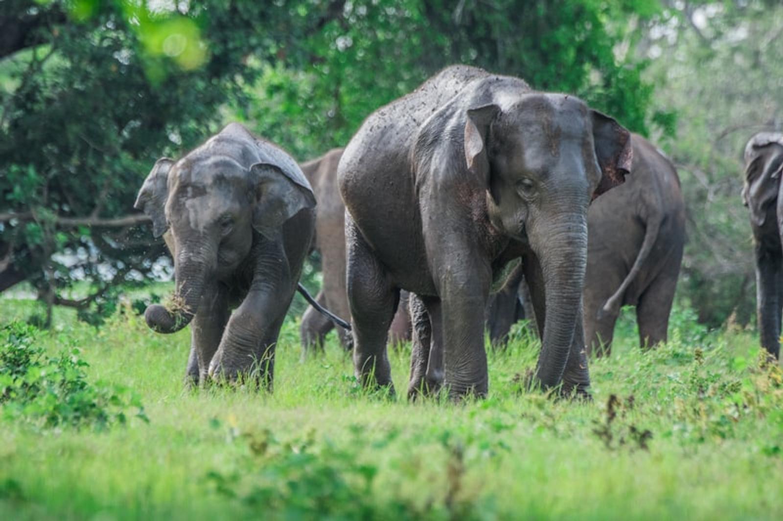 Sri Lankan elephants