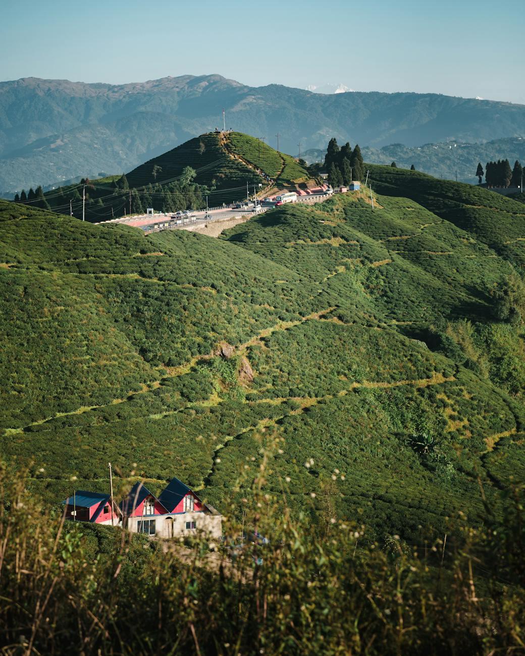 Darjeeling Tea Estates — Sikkim & Darjeeling, India