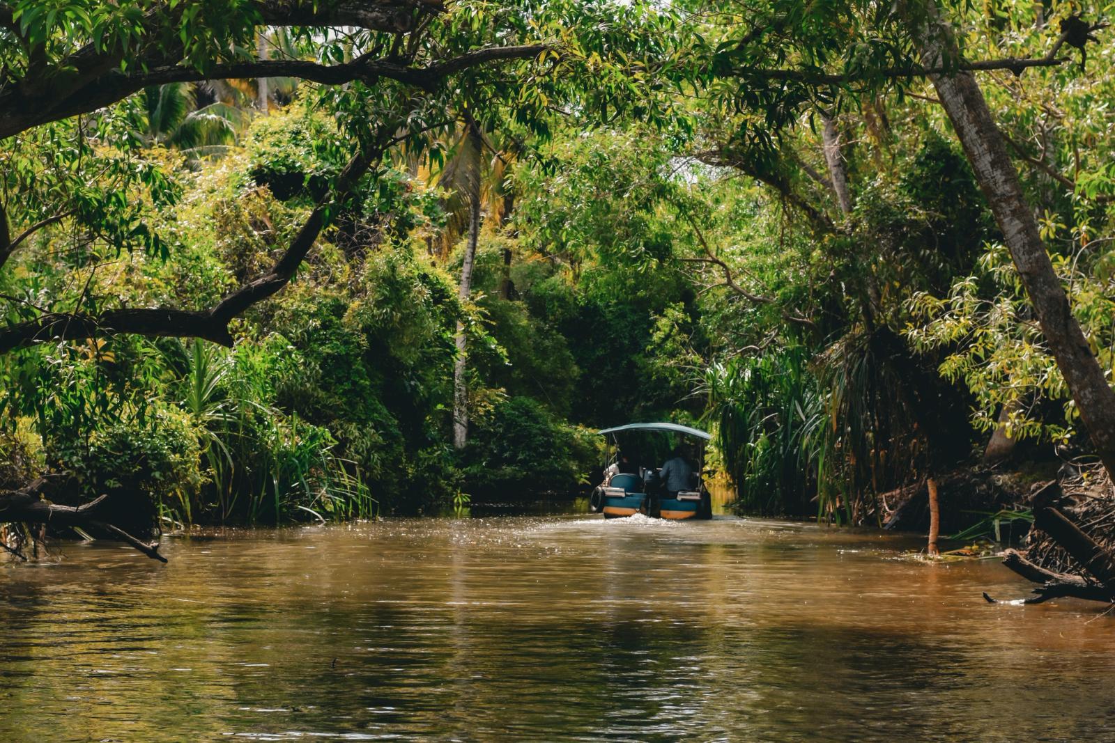 Experience tranquility on a boat ride through lush green backwaters of Kumarakom, Kerala, India