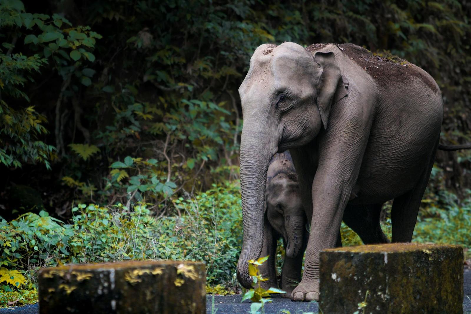 A mother Asian elephant walks protectively with her calf through a lush forest