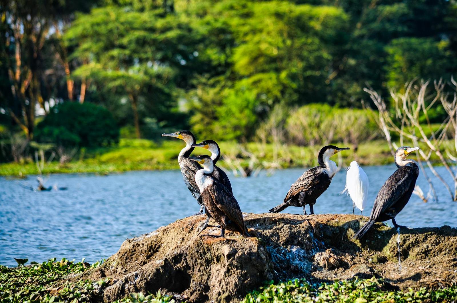 Masai Mara Lake Nakuru — Kenya