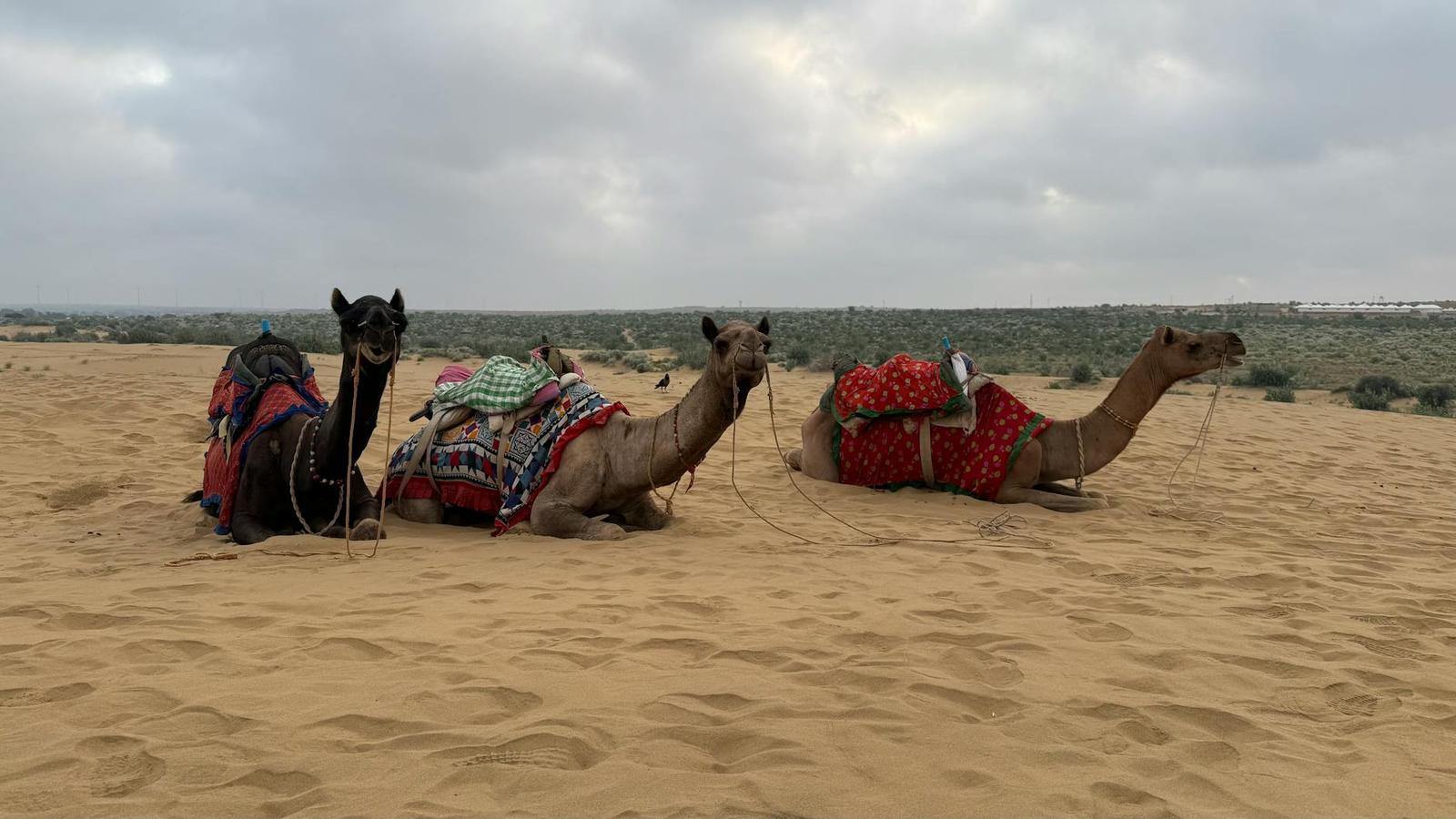 Three decorated camels resting in the Thar Desert near Kanoi, Rajasthan