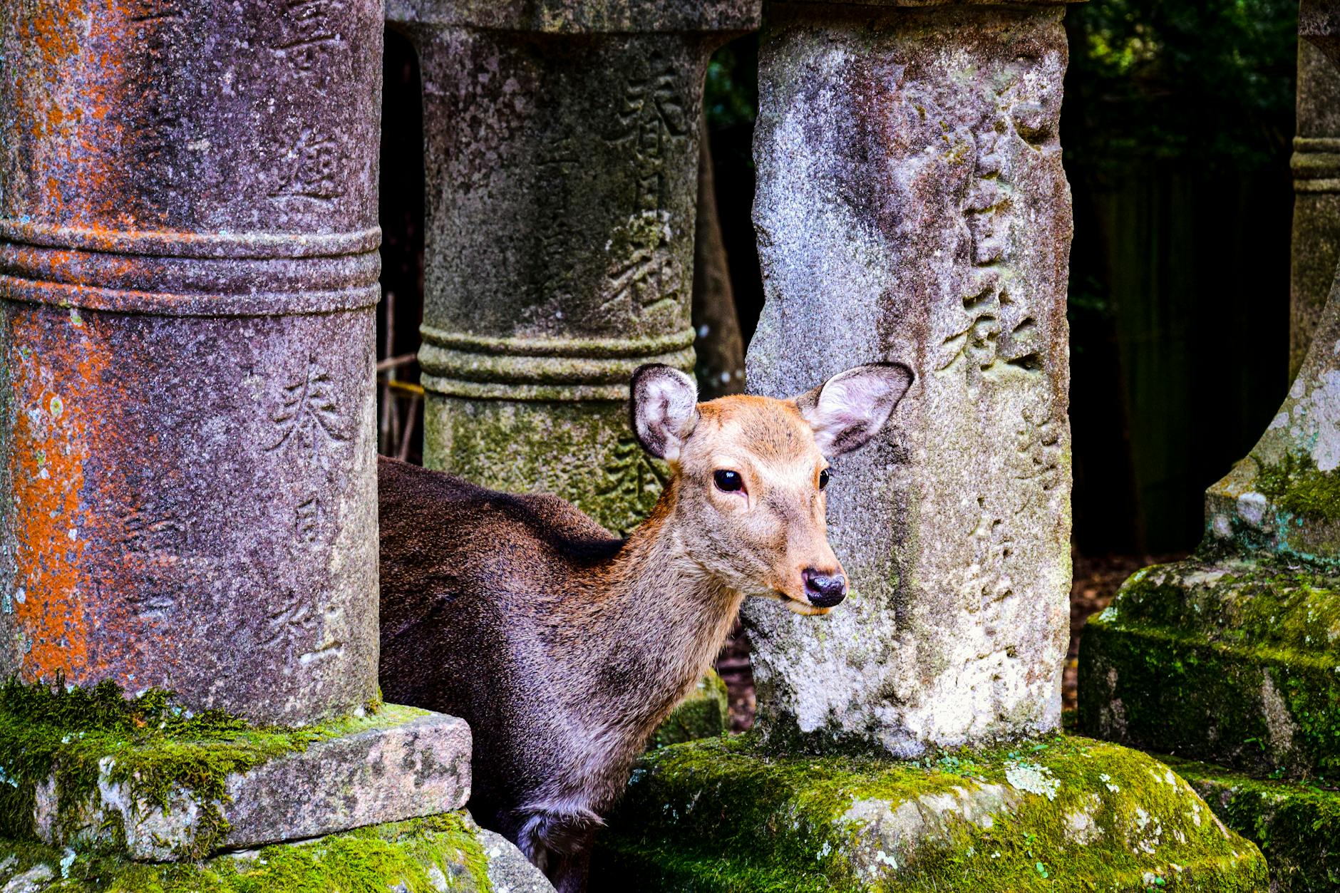 Nara deer under — Kyoto, Japan