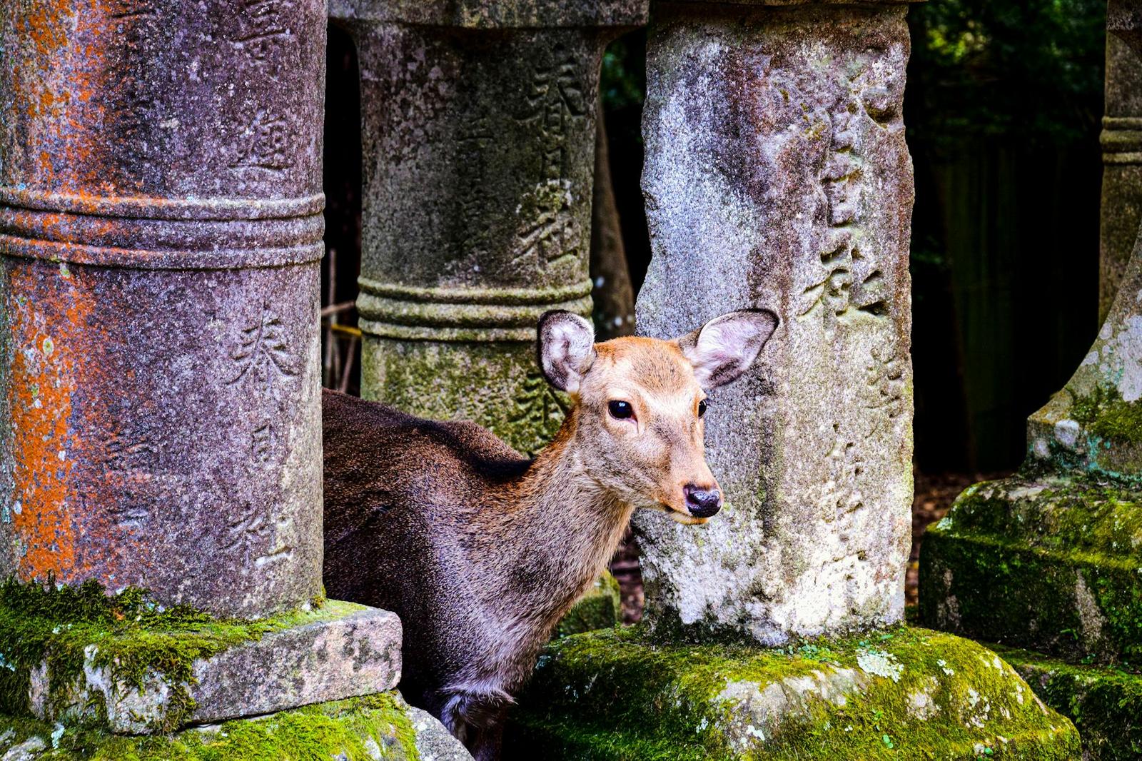 Nara deer under — Kyoto, Japan