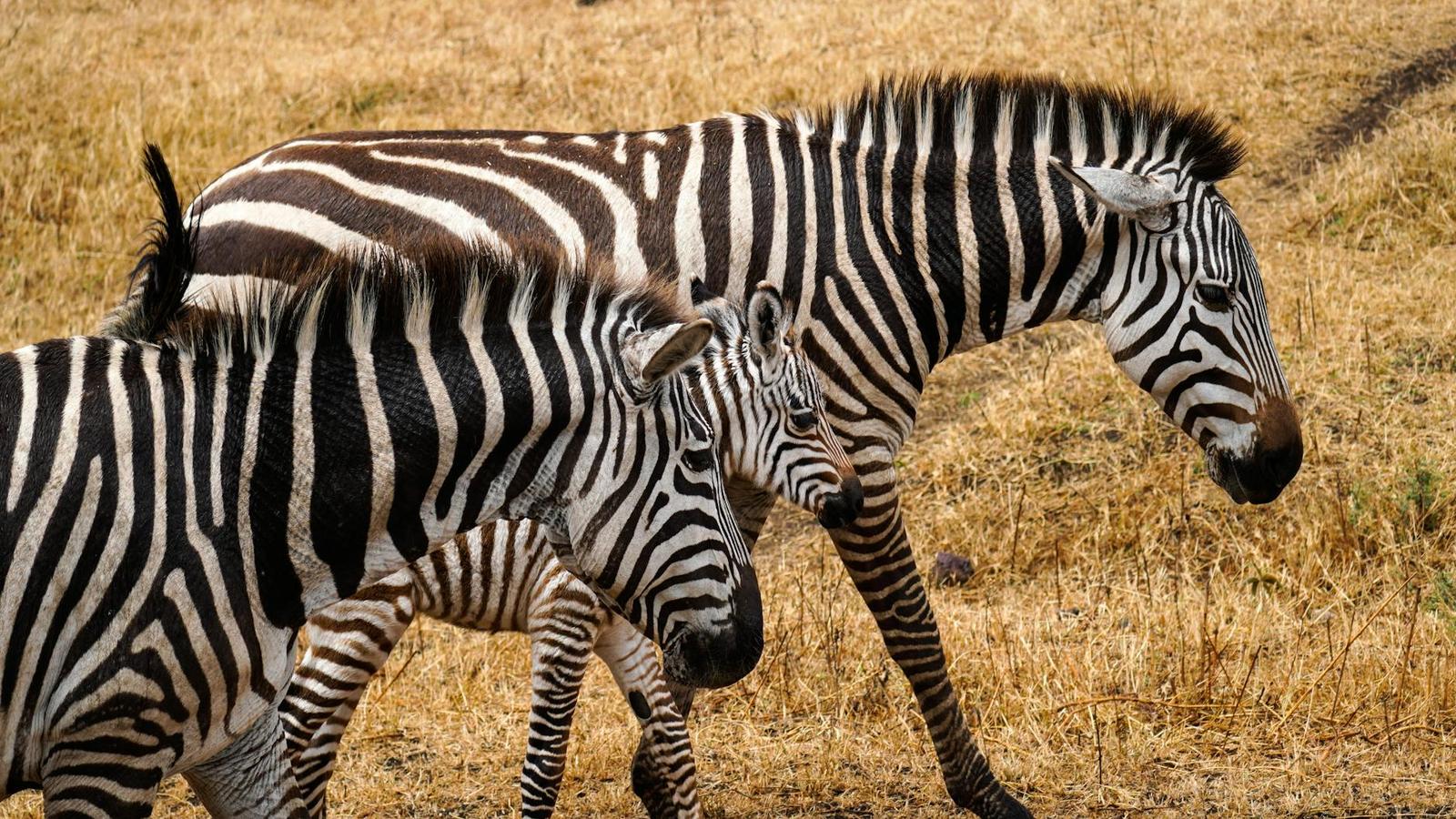 A zebra and its foal standing close together in dry grass